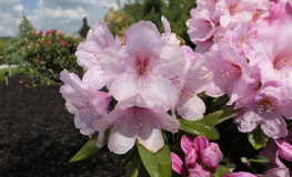 Paola - Рододендрон гибридный - Paola - Rhododendron hybridum