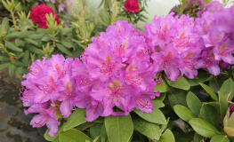 Pink Purple Dream PBR - różanecznik wielkokwiatowy - Pink Purple Dream PBR - Rhododendron hybridum