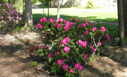 Prof. Horst Robenek - Rhododendron hybrid - Prof. Horst Robenek - Rhododendron hybridum