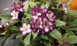 Pushy Purple - Рододендрон гибридный - Pushy Purple - Rhododendron hybridum