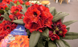 Red Devil - Рододендрон гибридный - Red Devil - Rhododendron hybridum