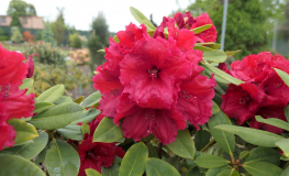 Red Jack - różanecznik wielkokwiatowy - Red Jack - Rhododendron hybridum