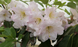 Sir Charles Butler - Рододендрон гибридный - Sir Charles Butler - Rhododendron hybridum