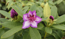 Sternschnuppe - Рододендрон гибридный - Sternschnuppe - Rhododendron hybridum