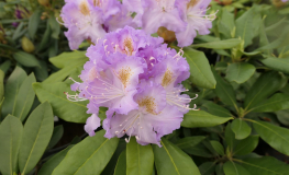 Virginia Delp - Рододендрон гибридный - Virginia Delp - Rhododendron hybridum