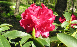Wilgens Ruby - Рододендрон гибридный - Wilgens Ruby - Rhododendron hybridum
