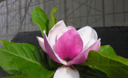 Cameo - magnolia Soulange’a; magnolia pośrednia - Cameo - Magnolia × soulangeana