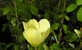 Maxine Merrill - magnolia - Maxine Merrill - Magnolia