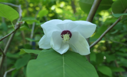 Pride of Norway - magnolia Siebolda - Pride of Norway - Magnolie sieboldii
