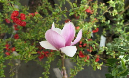 Satisfaction - magnolia Soulange'a; magnolia pośrednia - Satisfaction - Magnolia soulangeana