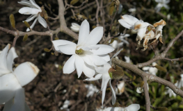 Magnolia stellata - Stern-Magnolie - Magnolia stellata ; Magnolia kobus 'Stellata'