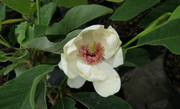 Summer Solstice - magnolia - Summer Solstice - Magnolia; (magnolia globosa x magnolia obovata)