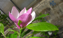 x soulangeana 'Old Port' - magnolia Soulange'a; magnolia pośrednia - x soulangeana 'Old Port' - Magnolia x soulangeana