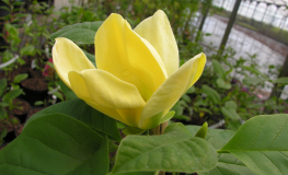 Yellow Bird - Magnolia x brooklynensis - Yellow Bird - magnolia x brooklynensis