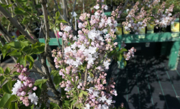 Syringa vulgaris'K'rasavitsa Moskvy' - BEAUTY OF MOSCOW - Lilac ; common lilac - Syringa vulgaris 'Krasavitsa Moskvy' - BEAUTY OF MOSCOW