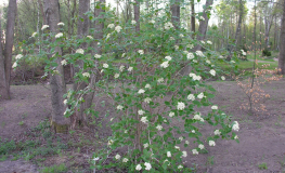 Viburnum lantana - kalina hordowina - Viburnum lantana