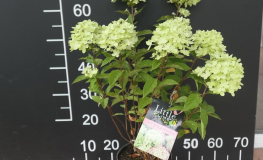 Hydrangea paniculata LITTLE LIME 'Jane' - hortensja bukietowa - Hydrangea paniculata LITTLE LIME 'Jane'