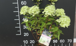 Hydrangea paniculata LITTLE LIME 'Jane' ® - hortensja bukietowa - Hydrangea paniculata LITTLE LIME 'Jane' ®