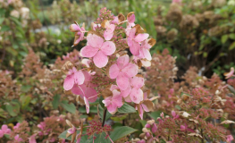 Hydrangea paniculata 'Pink Diamond' - hortensja bukietowa - Hydrangea paniculata 'Pink Diamond'