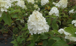 Hydrangea paniculata 'Polar Bear' PBR - hortensja bukietowa - Hydrangea paniculata 'Polar Bear' PBR