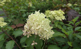 Hydrangea paniculata 'Renvagor' ROMANTIC ACE - Rispenhortensie - Hydrangea paniculata 'Renvagor' ROMANTIC ACE