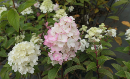 Hydrangea paniculata 'Rensun' SUNDAE FRAISE PBR - Rispenhortensie - Hydrangea paniculata 'Rensun' SUNDAE FRAISE PBR