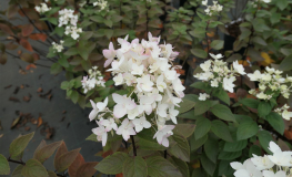 Hydrangea paniculata 'LC NO4' Living Touch Of Pink PBR- hortensja bukietowa - Hydrangea paniculata 'LC NO4' Living Touch Of Pink PBR
