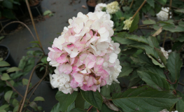 Hydrangea paniculata Vanille-Fraise  'Renhy' - hortensja bukietowa - Hydrangea paniculata Vanille-Fraise  'Renhy'