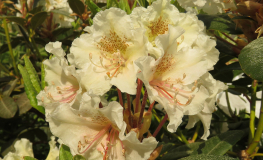 Kristian's Moonlight - Rhododendron hybrids - Kristian's Moonlight - Rhododendron hybridum