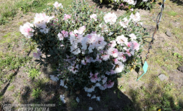 Little Bear - Rhododendron yakushimanum x tsariense - Little Bear - Rhododendron yakushimanum x tsariense