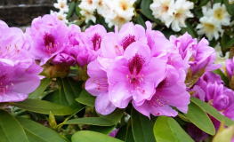 Libin PBR - Rhododendren Hybride - Rhododendron hybridum 'Libin' PBR