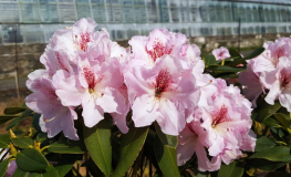 Koda - różanecznik wielkokwiatowy - Rhododendron hybridum 'Koda'