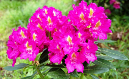 Klíč - Rhododendron hybrid - Rhododendron hybridum 'Klíč'