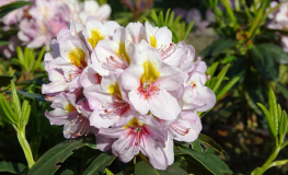 Hostýn PBR - różanecznik wielkokwiatowy - Rhododendron hybridum 'Hostýn' PBR