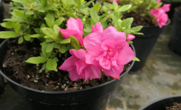 Double Beauty -  Japanese Azalea - Double Beauty - Rhododendron