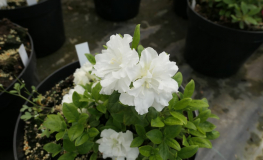EISPRINZESSIN  - azalia japońska - EISPRINZESSIN -  Rhododendron