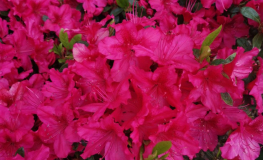 Georg Arends - Japanese azalea - Georg Arends - Rhododendron  (Azalea)