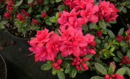 Maraschino - azalia japońska - Maraschino - Rhododendron (Azalea)