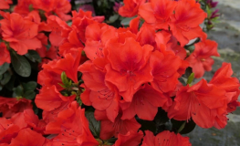 Santa Maria - Japanische Azalee - Santa Maria - Rhododendron (Azalea)