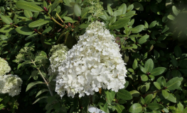 Hydrangea paniculata 'Bombshell' PBR- hortensja bukietowa - Hydrangea paniculata 'Bombshell' PBR