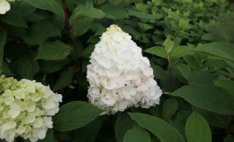 Hydrangea paniculata 'Kolmamon' Magical Mont Blanc PBR - hortensja bukietowa - Hydrangea paniculata 'Kolmamon' Magical Mont Blanc PBR