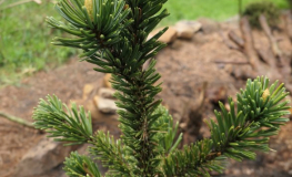 Pinus aristata 'Graciosa' - sosna oścista - Pinus aristata 'Graciosa'