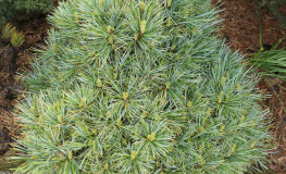 Pinus koraiensis 'Blue Ball' - sosna koreańska - Pinus koraiensis 'Blue Ball'