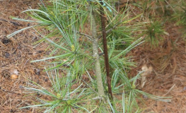 Pinus koraiensis 'Morris Blue' - sosna koreańska - Pinus koraiensis 'Morris Blue'