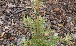 Pinus parviflora 'Himeko-Janome' - sosna drobnokwiatowa - Pinus parviflora 'Himeko-Janome'