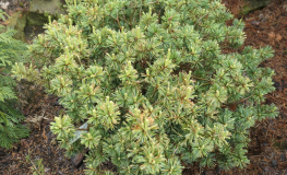 Pinus parviflora 'Pygmy Yatsubusa' - sosna drobnokwiatowa - Pinus parviflora 'Pygmy Yatsubusa'
