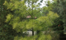 Pinus strobus 'Louie' - sosna wejmutka - Pinus strobus 'Louie'