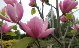 Rose Marie - magnolia - Rose Marie - Magnolia