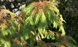 Metasequoia glyptostroboides 'Matthaei Broom' - метасеквойя китайская - Metasequoia glyptostroboides 'Matthaei Broom'