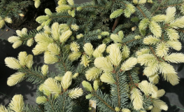 Picea pungens 'Białobok' - Eль колючая - Picea pungens 'Białobok'